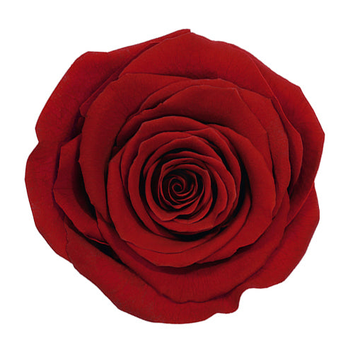 Mono Parva White No. 1: real preserved roses in a handcrafted hat box deep red