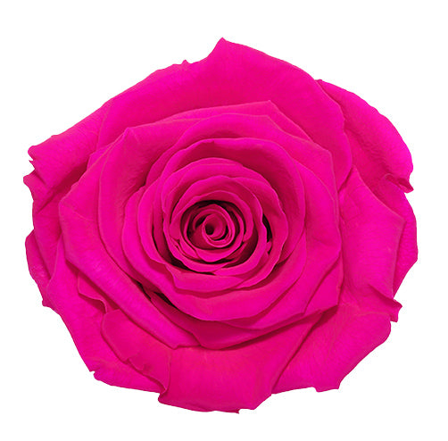 Grey Suedel Everlasting Rose Lindfield & Co Kent hot pink