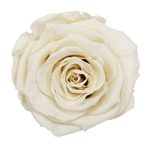 Mono White No 1: 1 Year Roses Lindfield & Co Kent ivory white