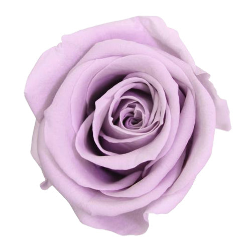Grey Suedel Everlasting Rose Lindfield & Co Kent lilac