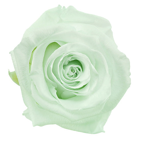 Mono White No 1: 1 Year Roses Lindfield & Co Kent mint green