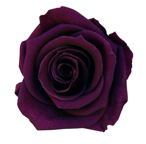 Mono Parva White No. 1: real preserved roses in a handcrafted hat box purple
