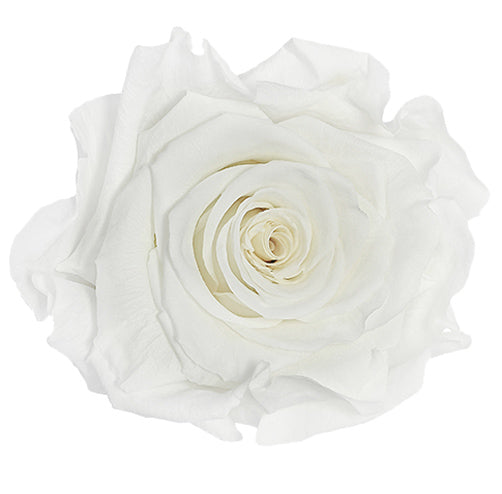 Mono White No 1: 1 Year Roses Lindfield & Co Kent purity white