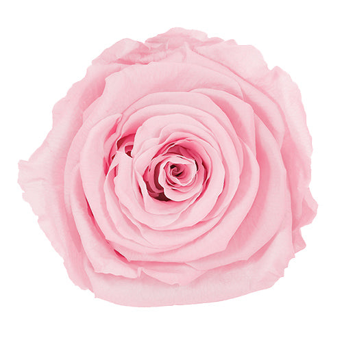 Mono White No 3 Year Long Roses Lindfield & Co Kent quartz pink