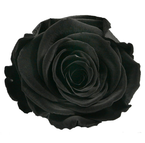 Mono Parva White No. 1: real preserved roses in a handcrafted hat box umbra black